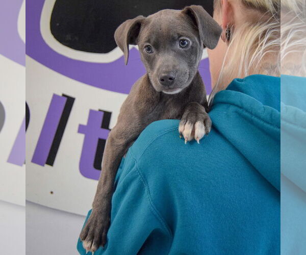 Medium Photo #5 American Staffordshire Terrier-Labrador Retriever Mix Puppy For Sale in Huntley, IL, USA
