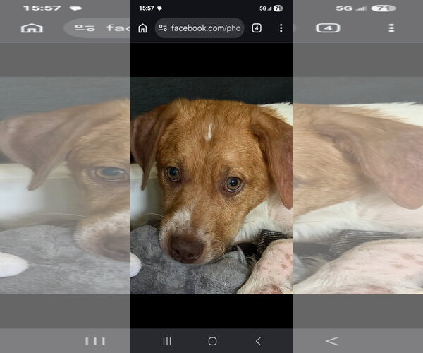 Medium Photo #5 Beagle-Unknown Mix Puppy For Sale in Westminster, MD, USA