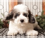 Small #1 Poodle (Toy)