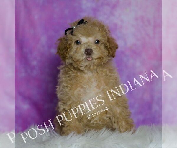 Medium Photo #69 Maltipoo (Miniature) Puppy For Sale in WARSAW, IN, USA