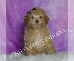 Puppy Pickles Maltipoo (Miniature)