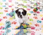 Small ShihPoo