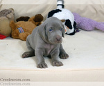 Puppy Jen AKC Weimaraner