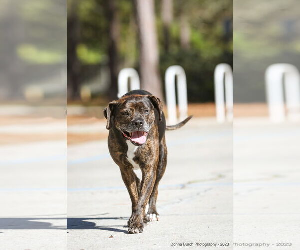 Medium Photo #4 Mutt Puppy For Sale in  Gainesville, FL, USA