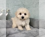 Small #6 Maltipoo