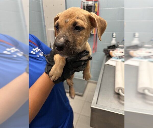 Medium Photo #1 American Pit Bull Terrier-Unknown Mix Puppy For Sale in Corpus Christi, TX, USA