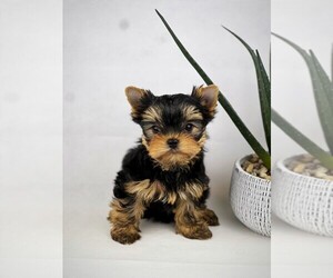Yorkshire Terrier Puppy for sale in VANCOUVER, WA, USA