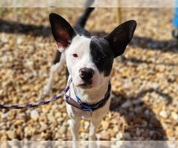 Medium Photo #2 Mutt Puppy For Sale in Ocala, FL, USA