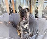 Small German Shepherd Dog-Holland Shepherd Mix