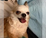 Small #1 Chihuahua