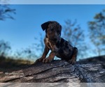 Small #14 Catahoula Leopard Dog