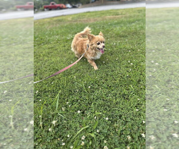 Medium Photo #3 Pomeranian Puppy For Sale in Candler, NC, USA