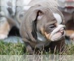 Small Photo #6 English Bulldog Puppy For Sale in HAGERSTOWN, MD, USA