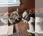 Small #13 Australian Shepherd-Siberian Husky Mix