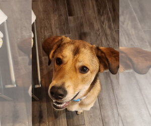 Eevee - Female Aussiedor Dog for Adoption - Photo #13
