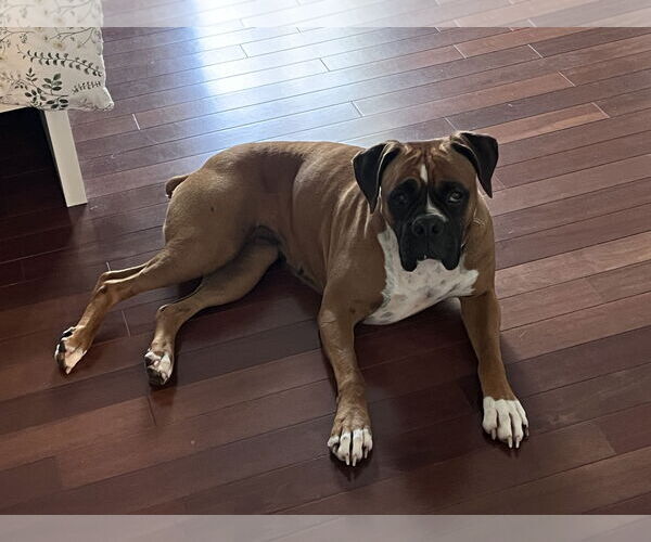 Medium Photo #5 Boxer Puppy For Sale in  Katy, TX, USA