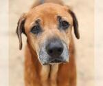 Small Black Mouth Cur