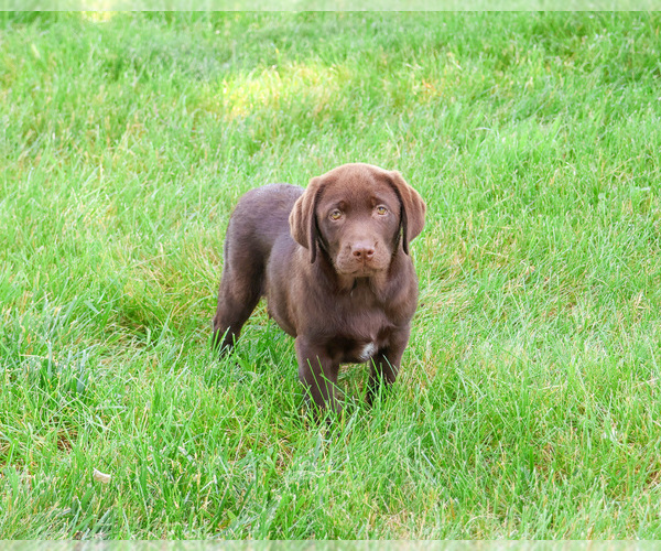 Medium Photo #3 Labrador Retriever Puppy For Sale in SYRACUSE, IN, USA