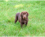 Small #2 Labrador Retriever
