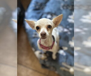 Chihuahua-Unknown Mix Dogs for adoption in Polson, MT, USA