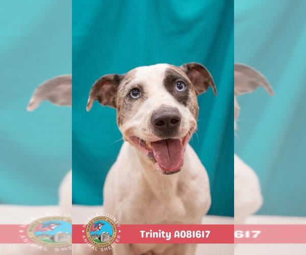 Medium Photo #1 Catahoula Leopard Dog-Unknown Mix Puppy For Sale in Mobile, AL, USA