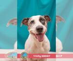 Small Catahoula Leopard Dog Mix