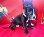 Puppy Puppy 5 American Pit Bull Terrier