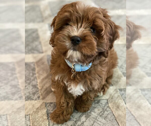 Medium Cavapoo