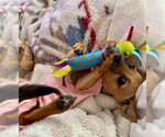 Small #1 Chiweenie