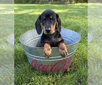 Reilly - Male Dachshund Puppy for Sale - Photo #5