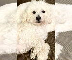 Small #1 Poodle (Miniature)