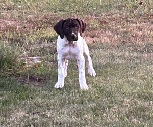 German Shorthaired Pointer Puppy for sale in INDEPENDENCE, IA, USA