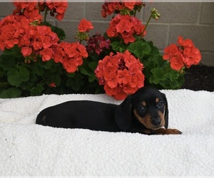Dachshund Puppy for sale in FREDERICKSBURG, OH, USA