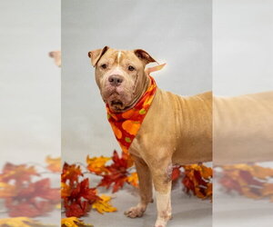 Mutt Dogs for adoption in Sanford, FL, USA