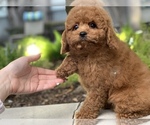 Small Photo #6 Cavapoo Puppy For Sale in HOUSTON, TX, USA
