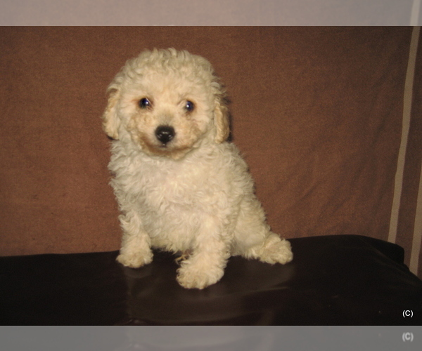 Medium Photo #1 Poodle (Toy) Puppy For Sale in BAKERSFIELD, CA, USA