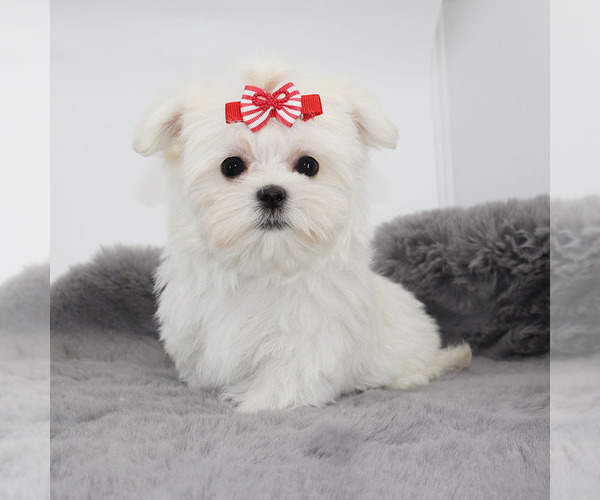 Medium Photo #3 Maltese Puppy For Sale in LOS ANGELES, CA, USA