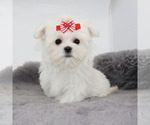 Small #2 Maltese