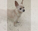 Small #1 Chihuahua