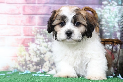 Medium Photo #4 Zuchon Puppy For Sale in BEL AIR, MD, USA