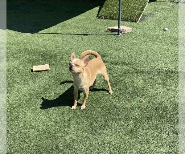 Medium Photo #2 Chihuahua-Unknown Mix Puppy For Sale in La Verne, CA, USA