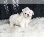 Small Photo #105 Maltese Puppy For Sale in WARSAW, IN, USA