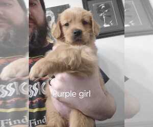 Golden Retriever Puppy for sale in MERIDIAN, MS, USA