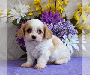 Cavachon Puppy for sale in GORDONVILLE, PA, USA