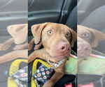 Small #4 Vizsla Mix