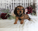 Small #13 Dachshund