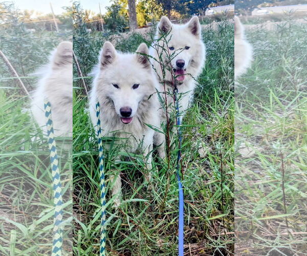 Medium Photo #7 Huskies -Unknown Mix Puppy For Sale in Cottage Grove, MN, USA
