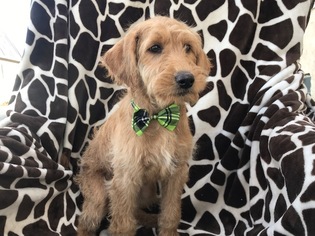 Labradoodle Puppy for sale in EAST EARL, PA, USA