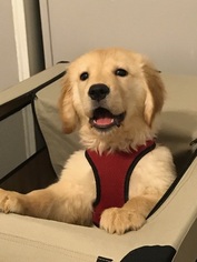 Golden Retriever Puppy for sale in BROOKLYN, NY, USA