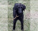 Small Photo #4 Labradoodle Puppy For Sale in Pacolet, SC, USA